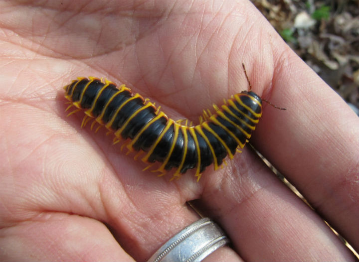 Flat Millipede